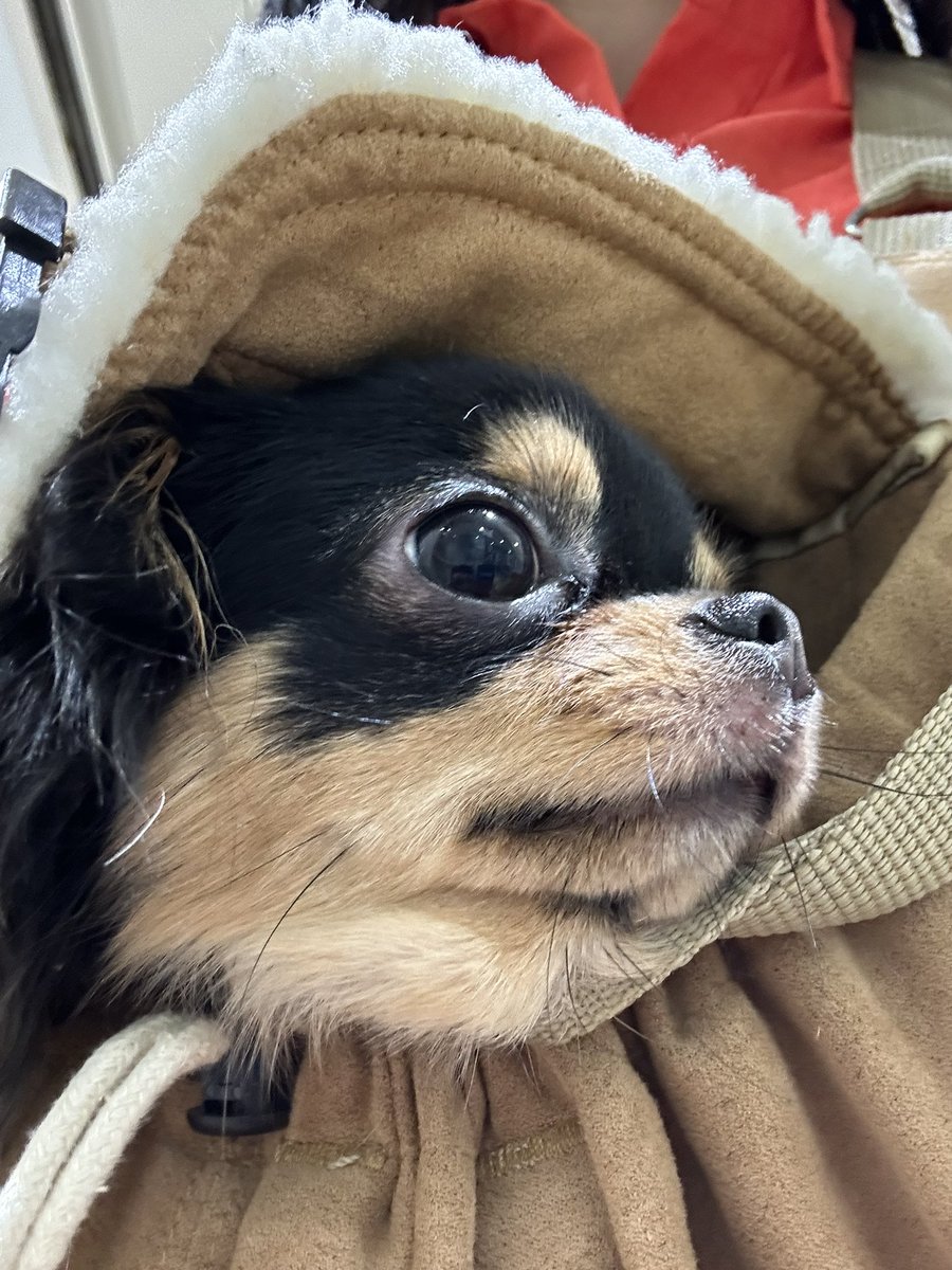 東京駅誘惑が多すぎる！
混雑を予想して
早目に到着したのが仇になって
甘い誘惑に銀の鈴エリアから抜け出せない

目的地に着くどころか東京脱出する前に
あやうく荷物が倍になるところに

東京は恐ろしかとこですばい