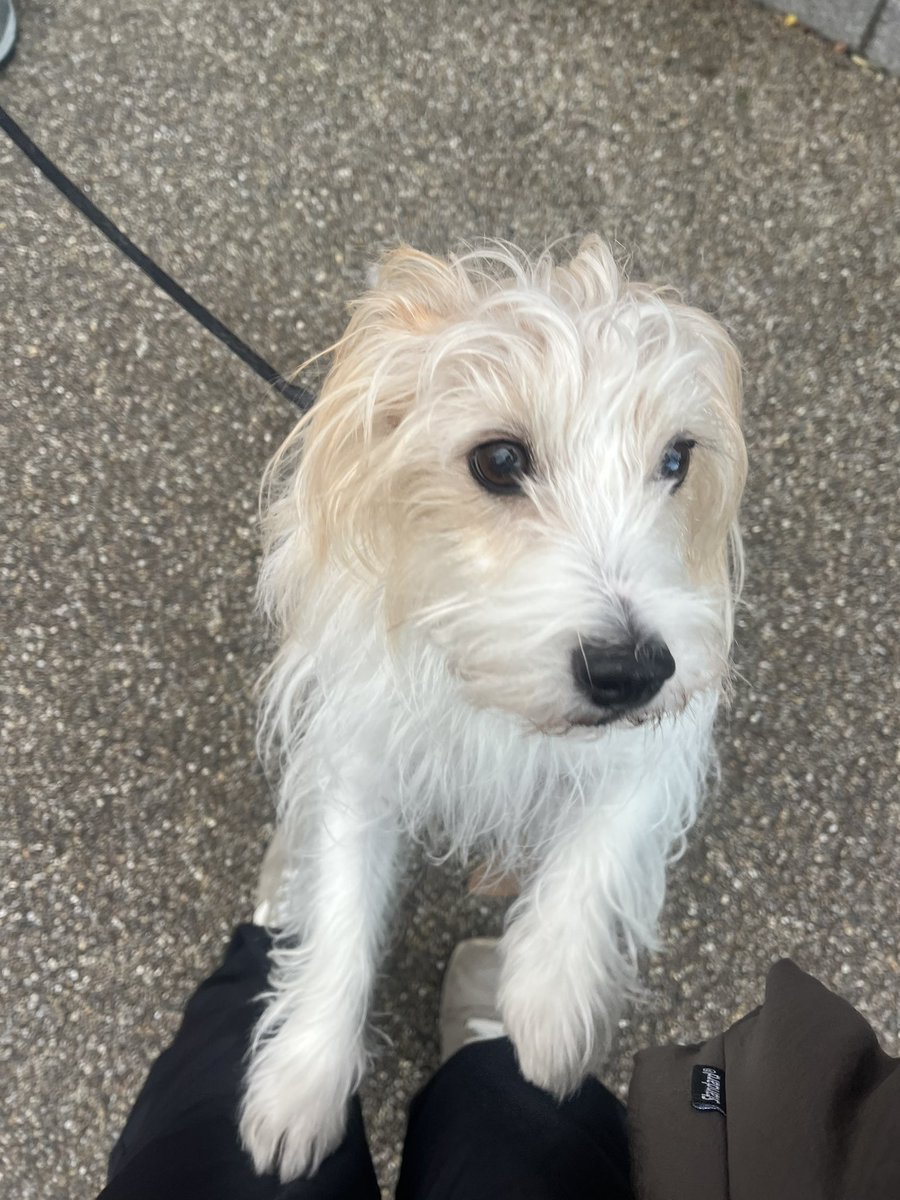 Post by wintergreen on X: テリア属。