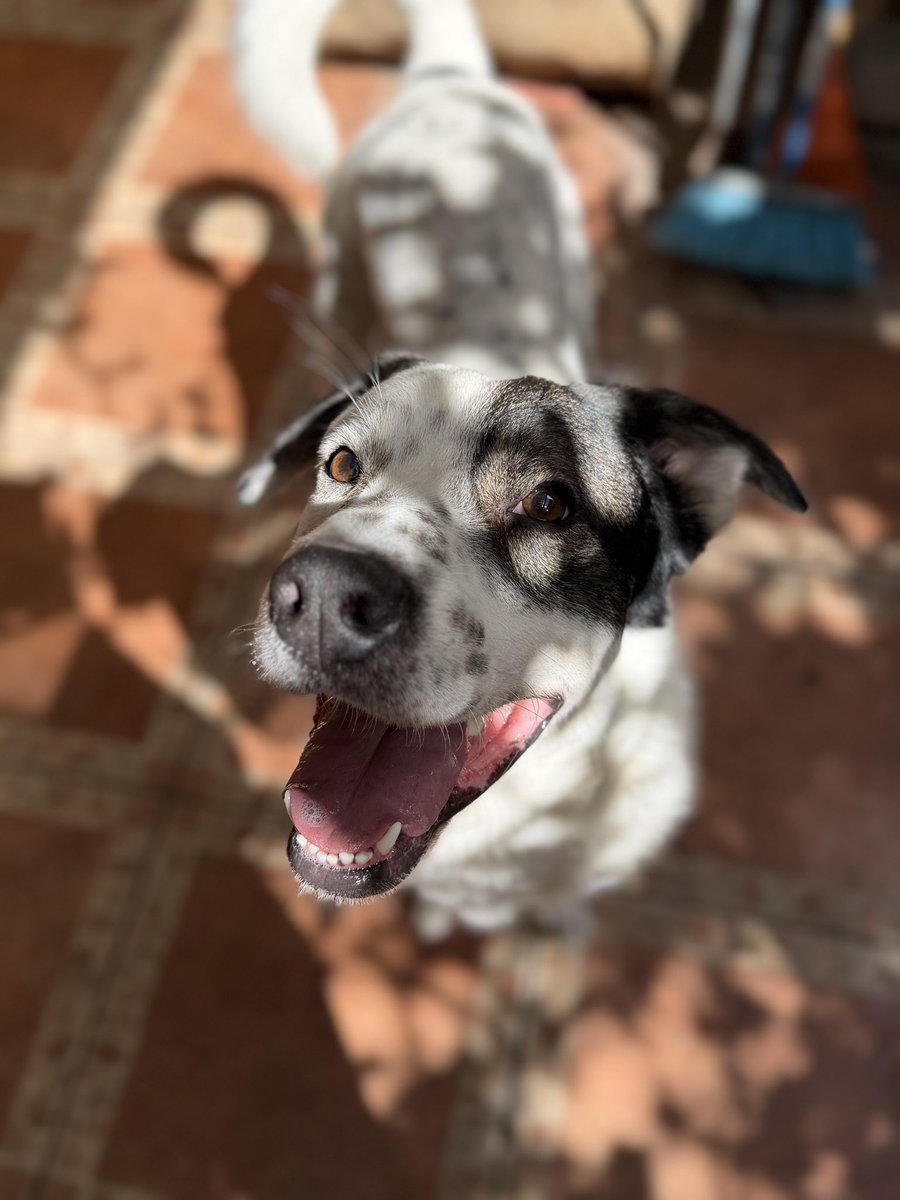 ¡Hola amigos! Hace unas semanas rescaté a Teo y ya está listo para irse a una casa luego de recuperarlo. Tiene aproximadamente 2 años y se lleva con otros perros ¿Me regalan un RT para encontrar su casa para siempre?