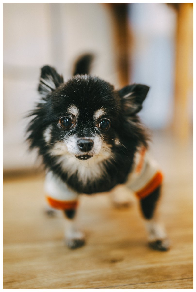 Post by さむらいまっく on X: わんこ