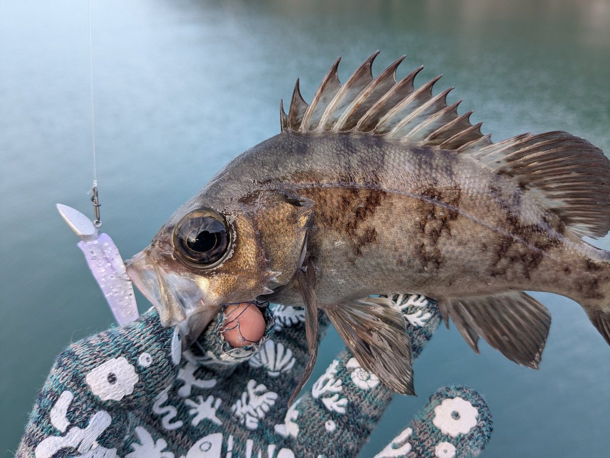 チキュー (@chikyu523) / Posts / X