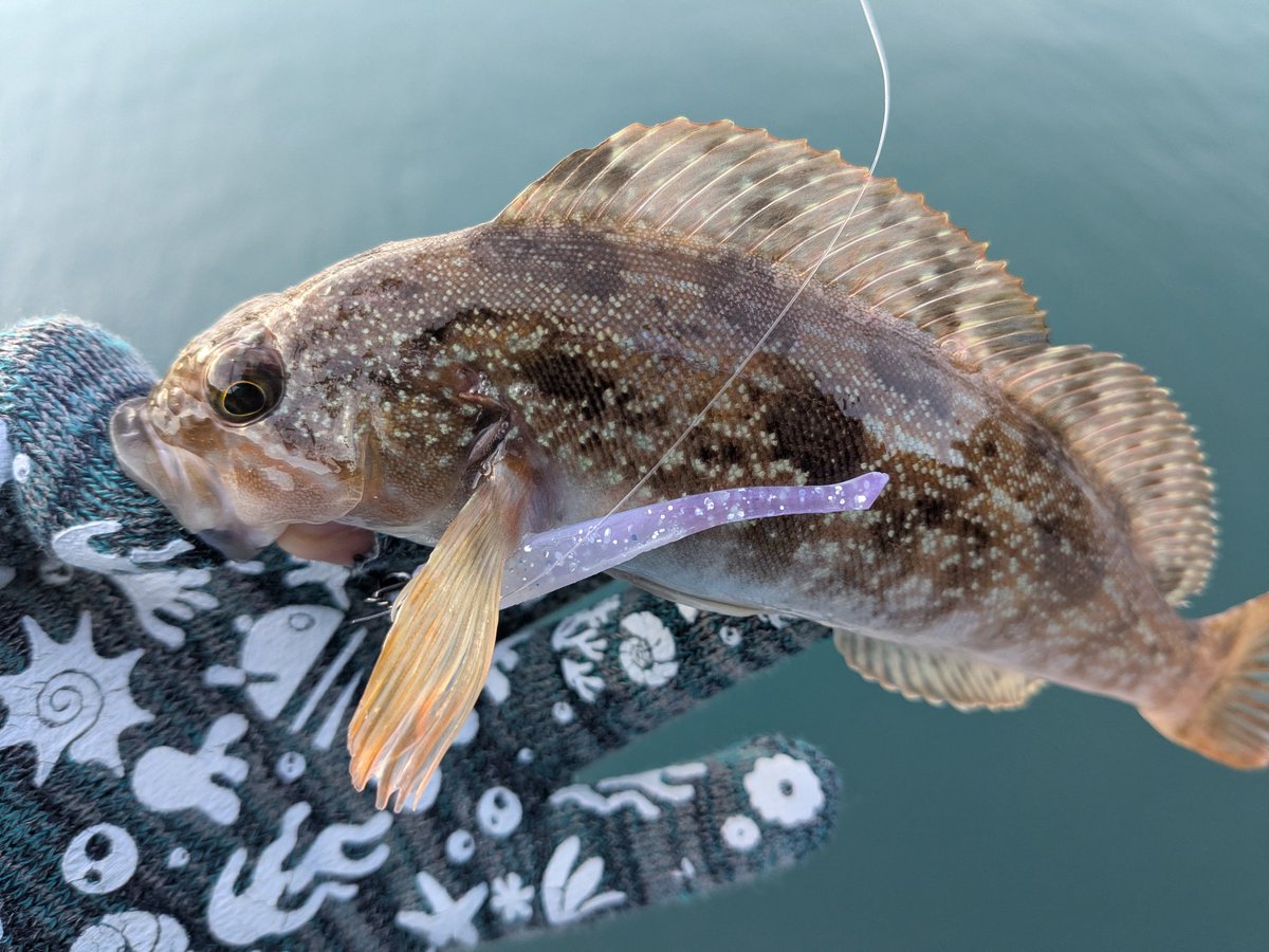 チキュー (@chikyu523) / Posts / X