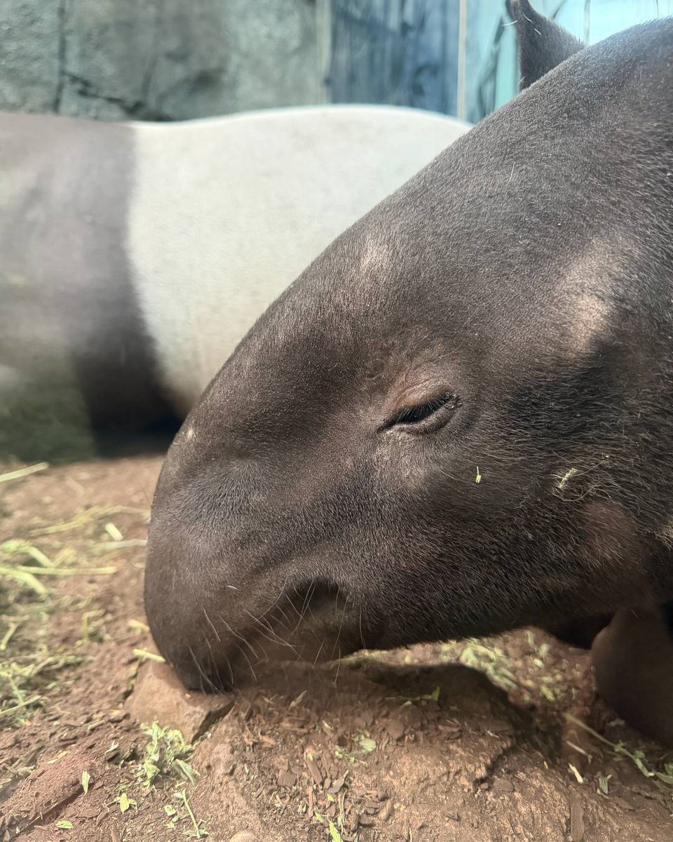 It's Friday and we are so ready for a good nap, just like our female Malayan tapir calf 'Nyawa'. 💤

#YourZooYYC #WatermelonBabyYYC