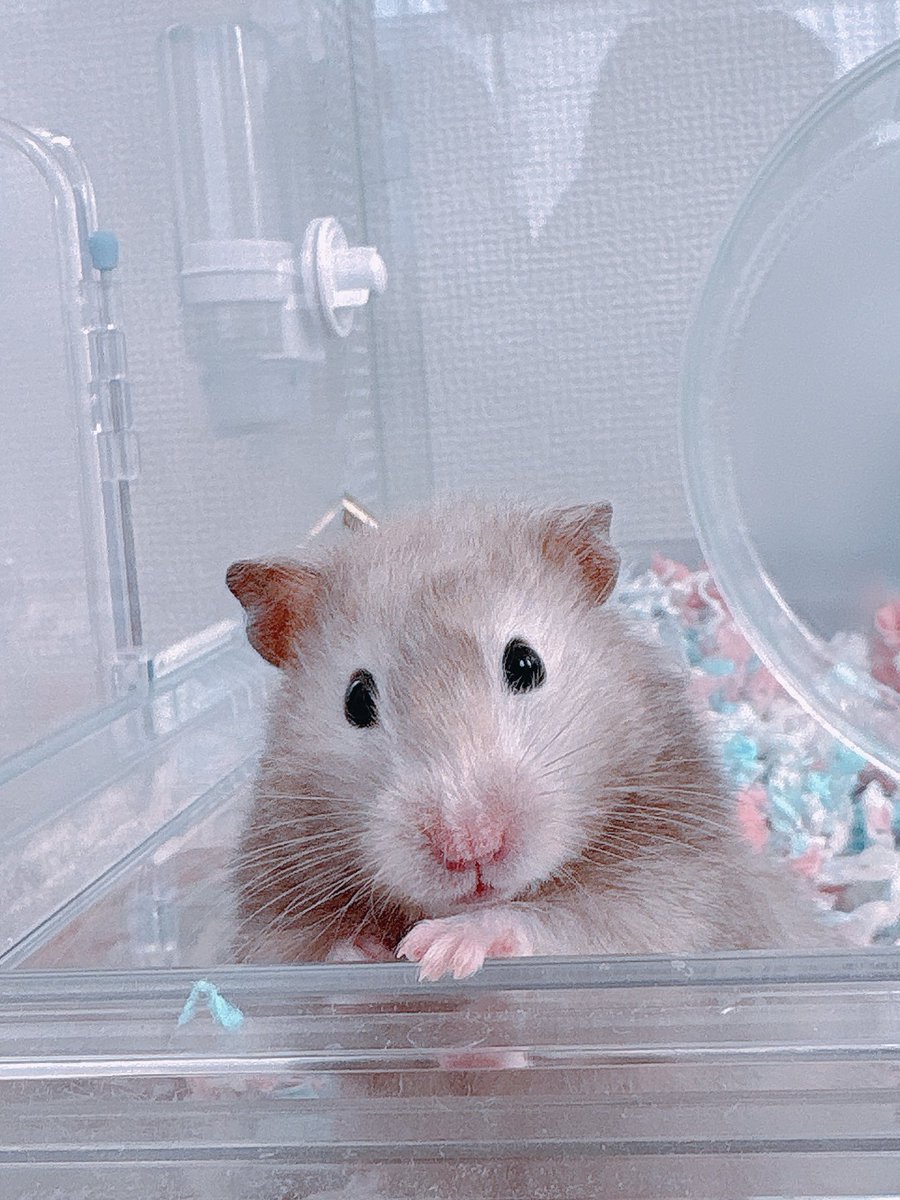 Post by ハムちゃん🐹 on X: どしたん話聞こか