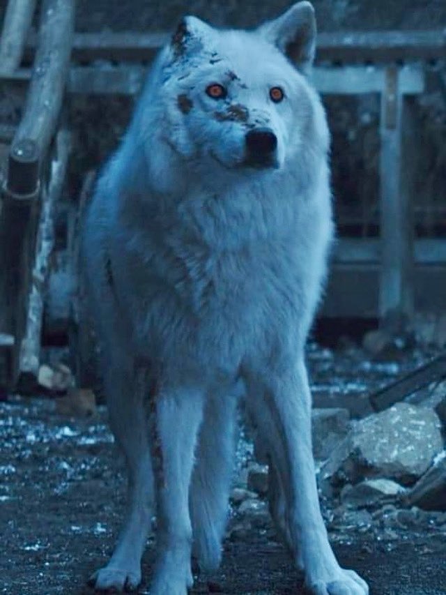 King Targaryen 🐉 tweet media