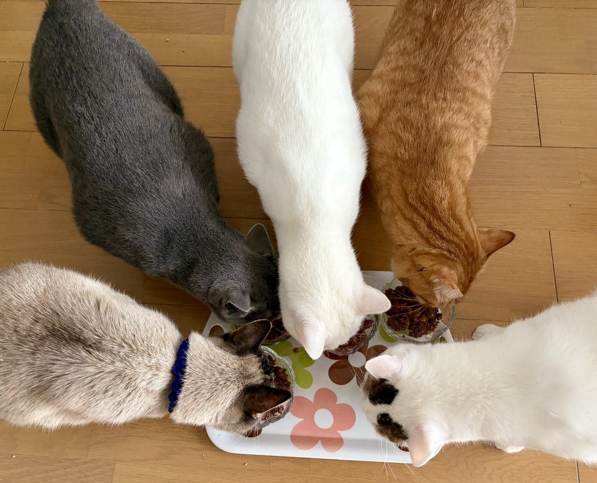 にゃんこ王子の下僕❤️ (@meowmeowlover6) / Posts / X