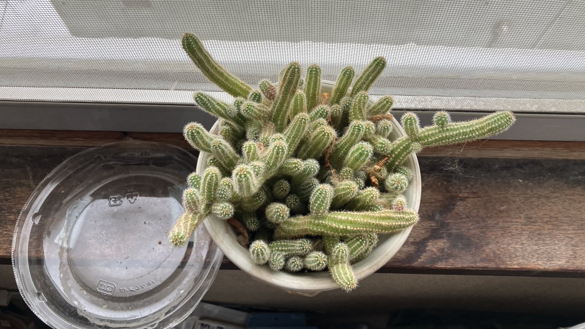 サボテン 今日のサボテン🌵