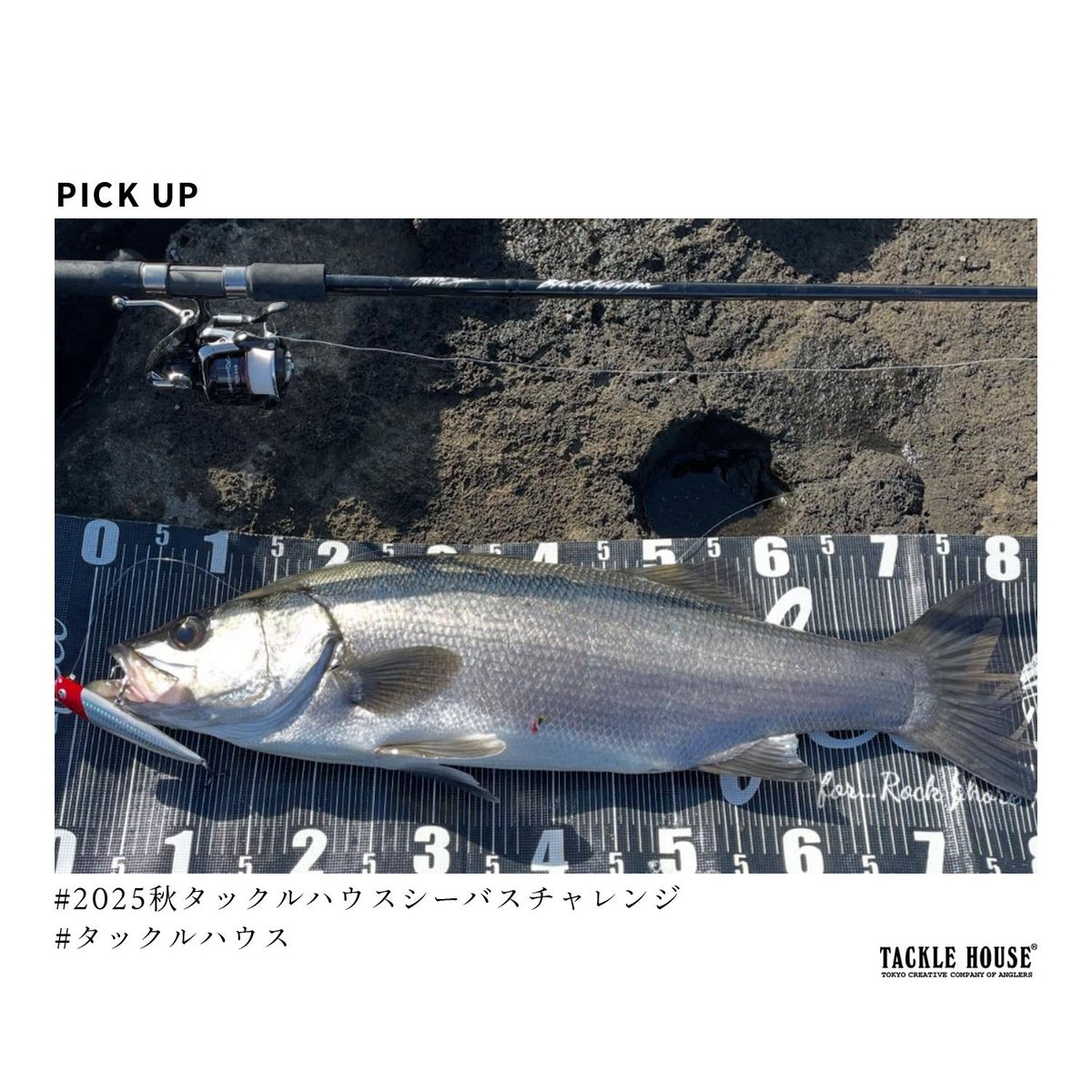 タックルハウス (@tacklehouse) / Posts / X