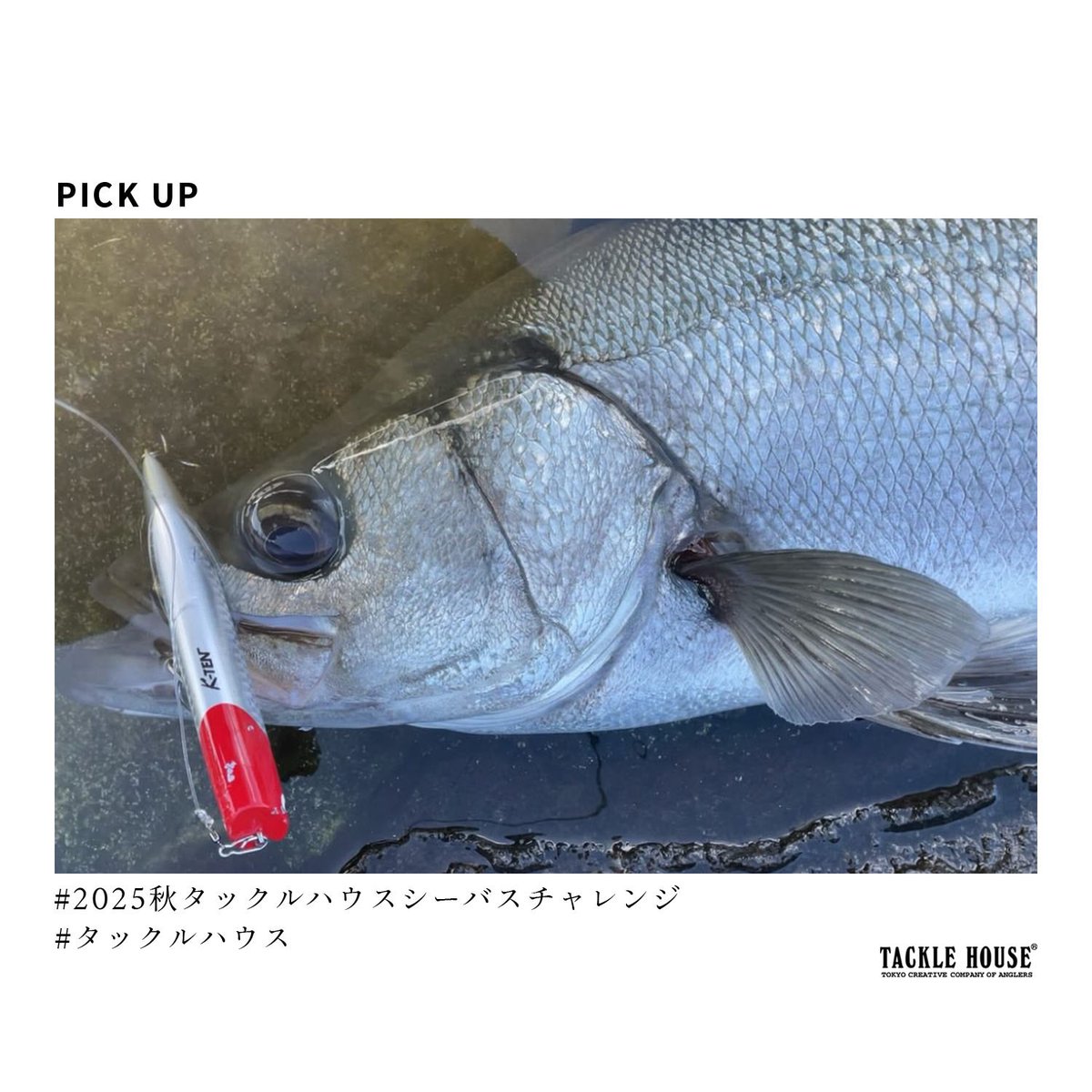 タックルハウス (@tacklehouse) / Posts / X