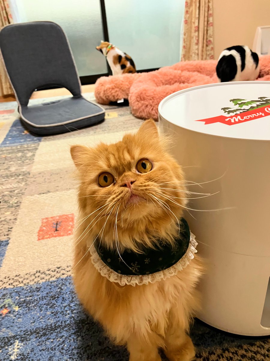 nekomama (@nekomama819) / Posts / X