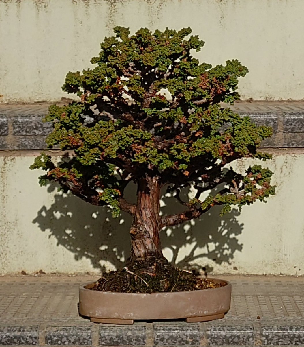 我が家に来て18年程で幹径4.5㌢程の石化檜です。来た時は幹径1㌢程で