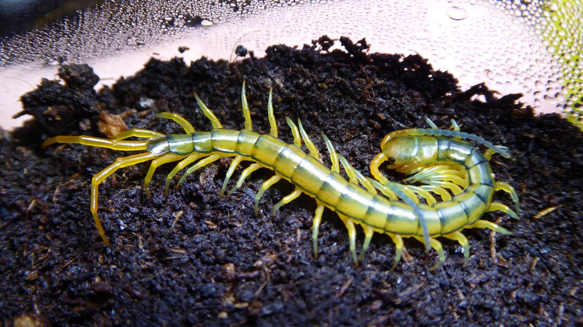 CH様専用】伊平屋島クワガタセット 沖縄県 伊平屋島 採集記 CH様専用】伊平屋島クワガタセット 沖縄県 伊平屋島 採集記