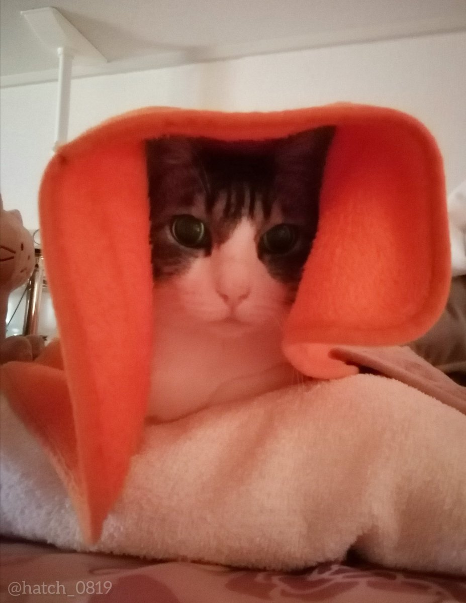 ハッチ様•*¨*•.¸♬︎ ハッチ@僕だよ (@hatch_0819) / Posts / X