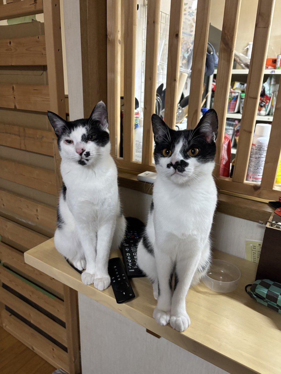 我が家の黒猫 (@kuro5696) / Posts / X