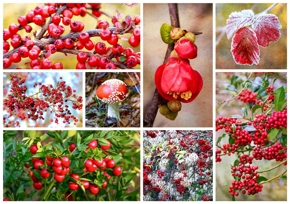13 Dec: In many cultures around the world there is a belief that red is a lucky colour. Here are some winter gifts from Mother Nature, her ruby-coloured gems, shared as the #WinterSolstice approaches, in the hope they bring good fortune, warmth, and much joy to your festive