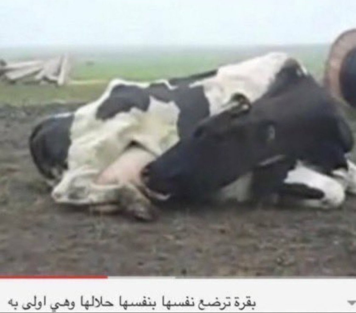 ما استهبل فلوقاتي الي اسويها الوحيده الي تضحكني وقت الطفش