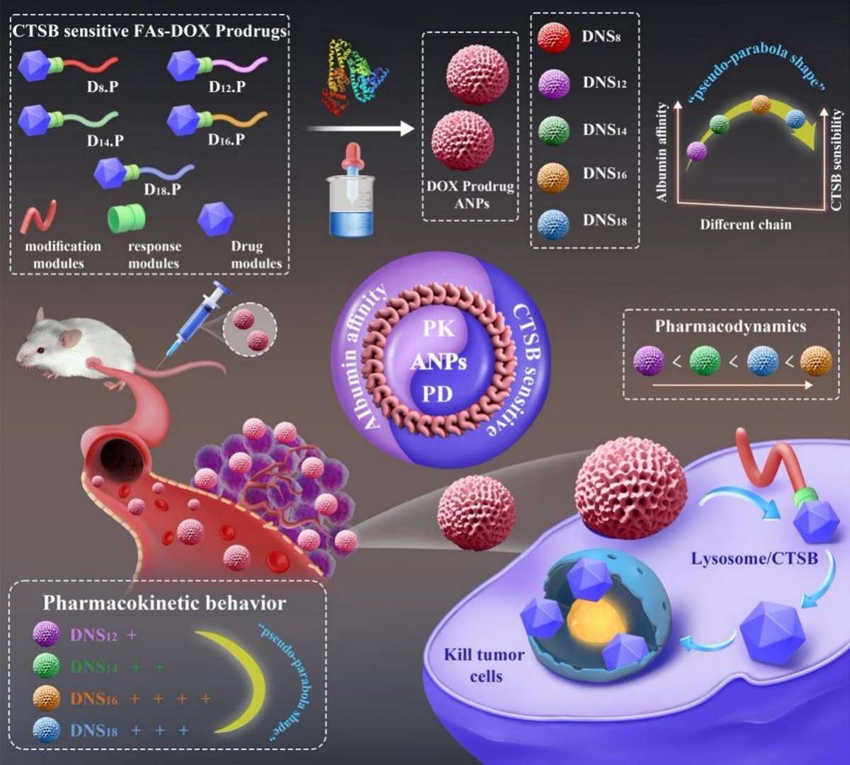 JCRnEDITORS's tweet photo. Balancing stability and activation: A pseudoparabolic activity spectrum guides fatty acid chain length optimization in prodrug-albumin nanoparticles.
| Qikun Jiang, Shenyang Pharmaceutical Univ. |
[50 days' free access]
#stability #prodrug #albumin 
https://t.co/6PZRBIiJx9 https://t.co/kzWJYESfQD