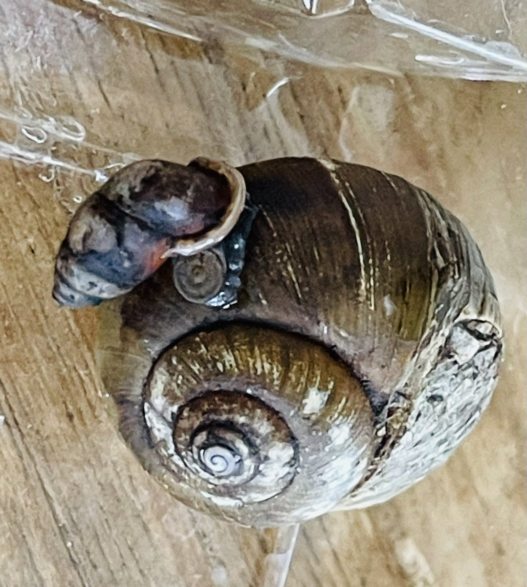 スズカSuzuka🗾🐌 (@pTeLaNOGHRtRPQ6) / Posts / X