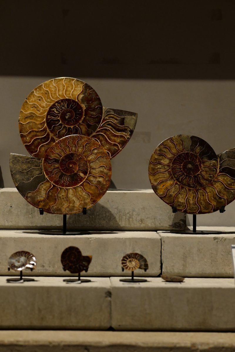 買える化石博物館 (@kaseki_jp) / Posts / X