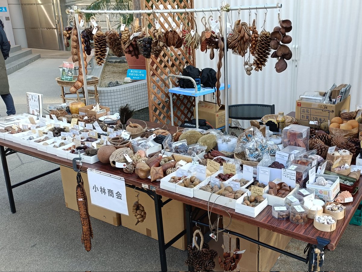 サーガ❗️勤労感謝の日セール❗️グラキリス丸め発根管理中 現地球 カナデルエンゲイ (@R_musicalis) / Posts / X