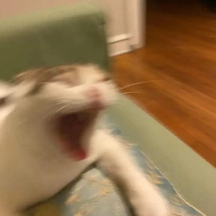 mir0tic's tweet image. do nada um terremoto aqui em portugal, a grade da minha janela é o maior indicador de terremotos, assim que ela começou a bater eu já sabia o que era