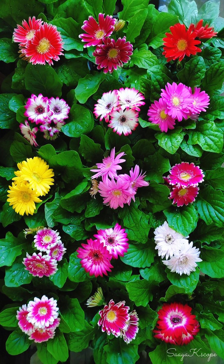 Flower Photo Club Community on X - 4.4K Members