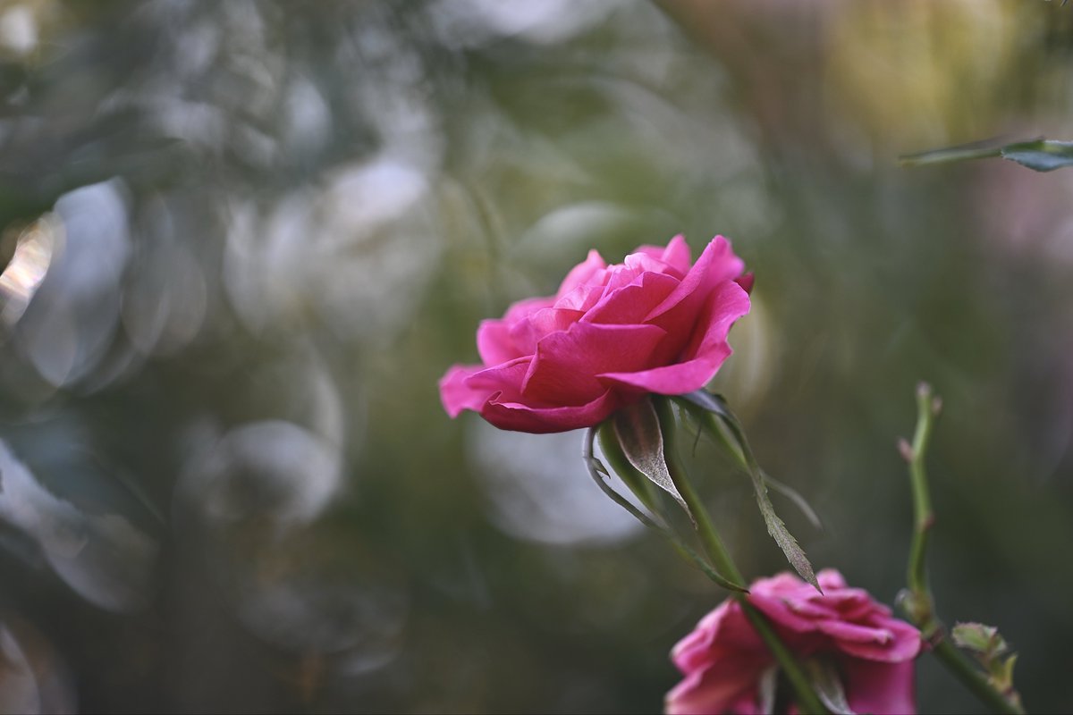 📸kazumi (@zf1118kazumi) / Posts / X