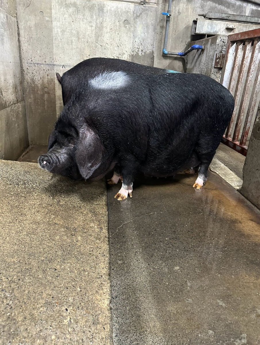 ひろちゃんです♡ 615日肥育・伊豆の太湖豚🐖 エロすぎる🫣