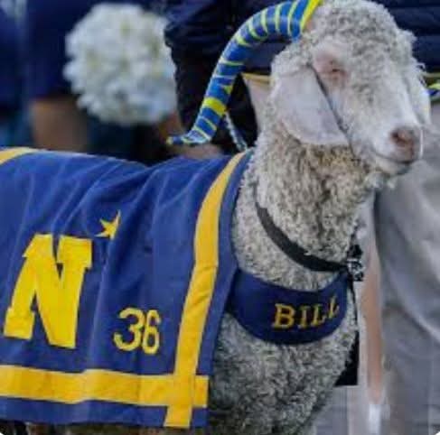The Army/Navy game is Saturday. It's the only game where everyone playing is willing to give their lives for everyone watching...

#Respect
#BillTheGoat
#DontStealTheNavyGoat
#NavyIsDeepAtGoat