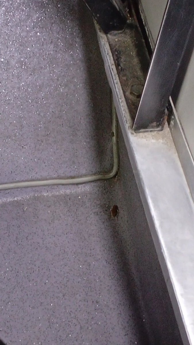 nicol091002cai's tweet photo. Será normal que en @TransMilenio hayan cucarachas.

@TransMilenio que asco https://t.co/VNwBf1aQCK