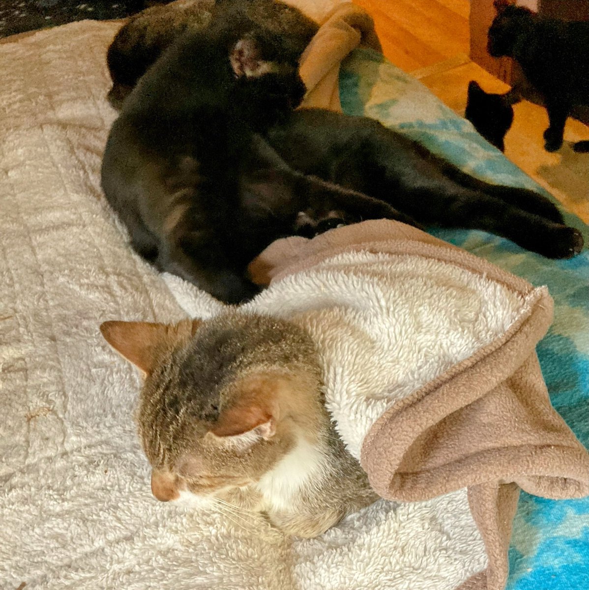 😺 Benny is being spoiled as ever. I cover him in the electric blanket n others lay near to share warmth. He demands breakfast as soon as I get up. Whenever I do dishes or open the fridge, he expects food 😼 He slaps my hand if I go too slow. He’s doing pretty good 😺