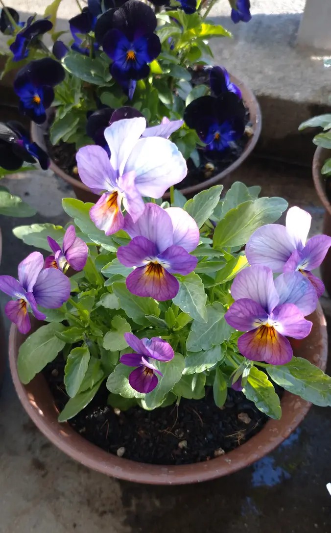 M*e様 ビオラ♡パンジー お⃝は⃝よ⃝う⃝ご⃝ざ⃝い⃝ま⃝す⃝☀🍃♪̆̈ ちょっとだけポスト