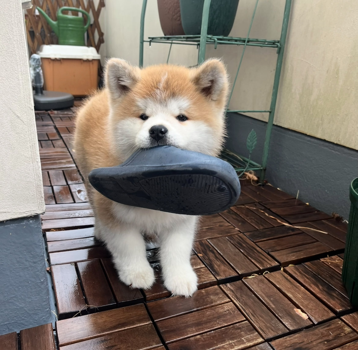 damondemomopee's tweet photo. これは、先ほどぼんやりしてる時に飼い主その1が不意に見せてきた写真
(このヌイグルミみたいな犬は何？)と良く見たら、家に来て間もない時代の🍑だった

#パピー時代
#当時生後9w
#結構ルックス変わったね
#秋田犬 https://t.co/t96qwSMHjU