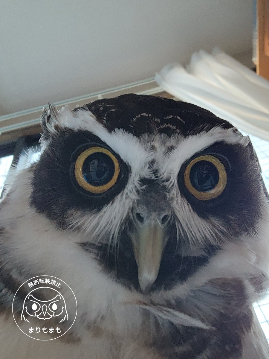 まりもね NINJA ZX-25R SE/KRT EDITION（'23〜） GPスペック スリップオン