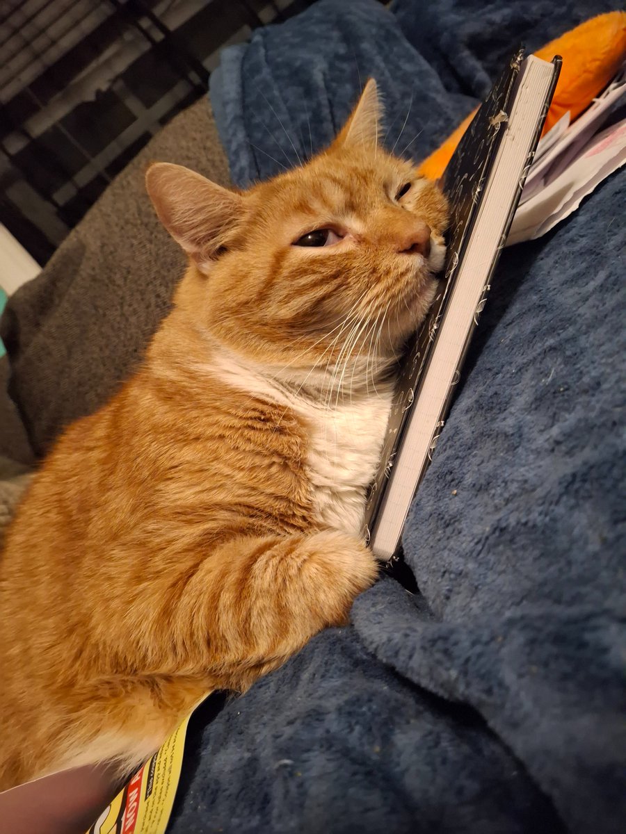 JaxBizarre's tweet photo. Been 2 weeks and I still miss you buddy. https://t.co/GOv0BB8ULM