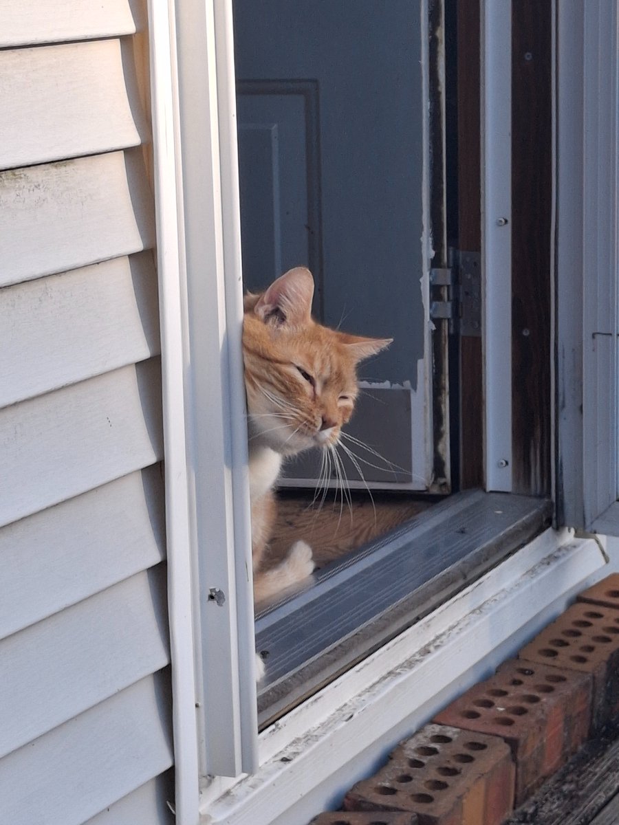 JaxBizarre's tweet photo. Been 2 weeks and I still miss you buddy. https://t.co/GOv0BB8ULM