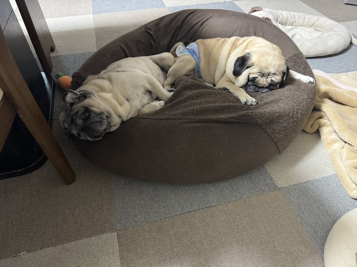 パグ蔵 パグ蔵 (@pugzo_0326) • Instagram photos and videos