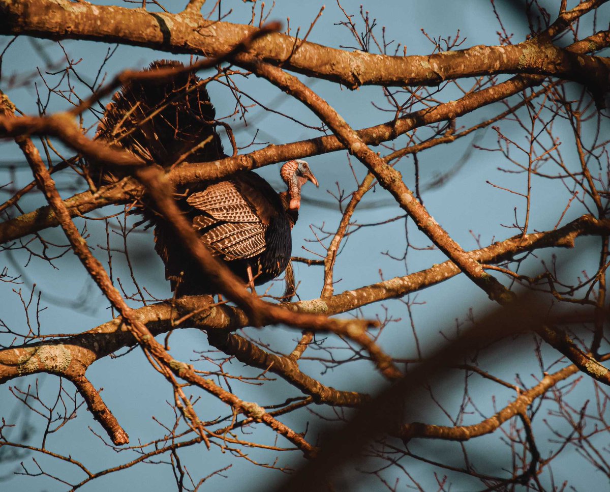 yarlyle's tweet photo. ya never rly think about a turkey in the tree https://t.co/RdljLVh3rd