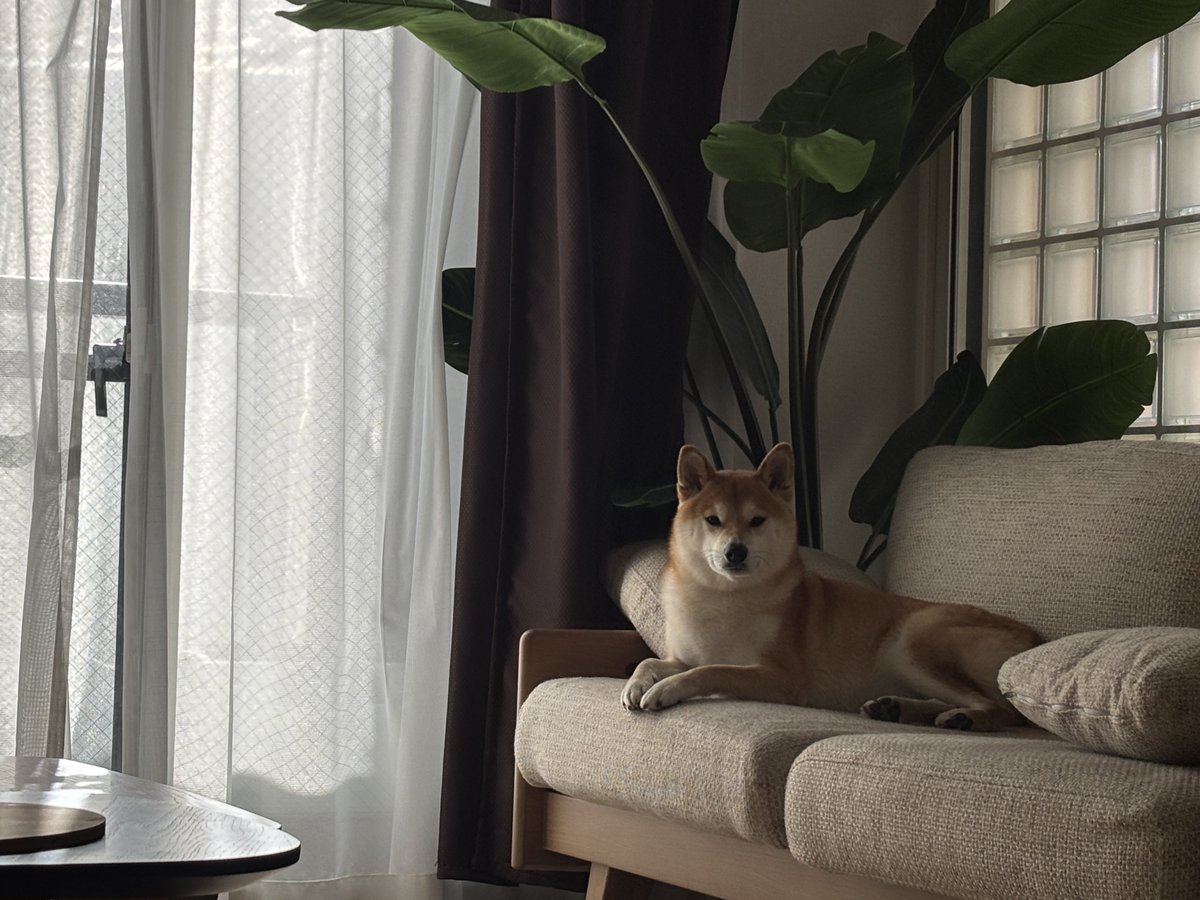 名犬もなかまる (@meikenmonaka0) / Posts / X