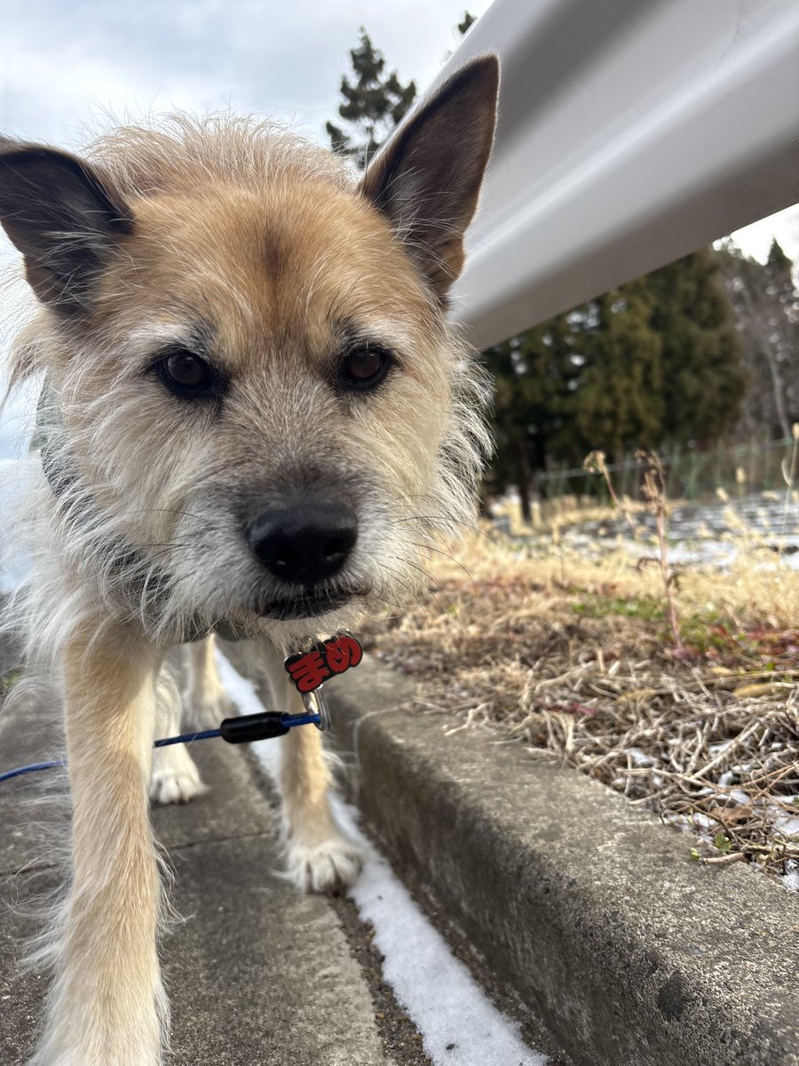 🐕わんわんコレクション🐕 (@santaro1211) / Posts / X