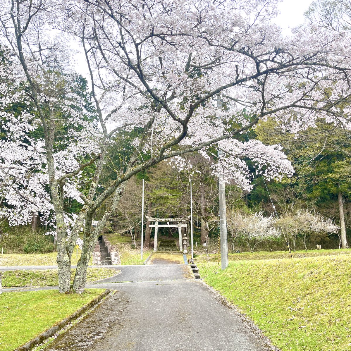 森のフォトスタジオ〜丹波〜 tweet media