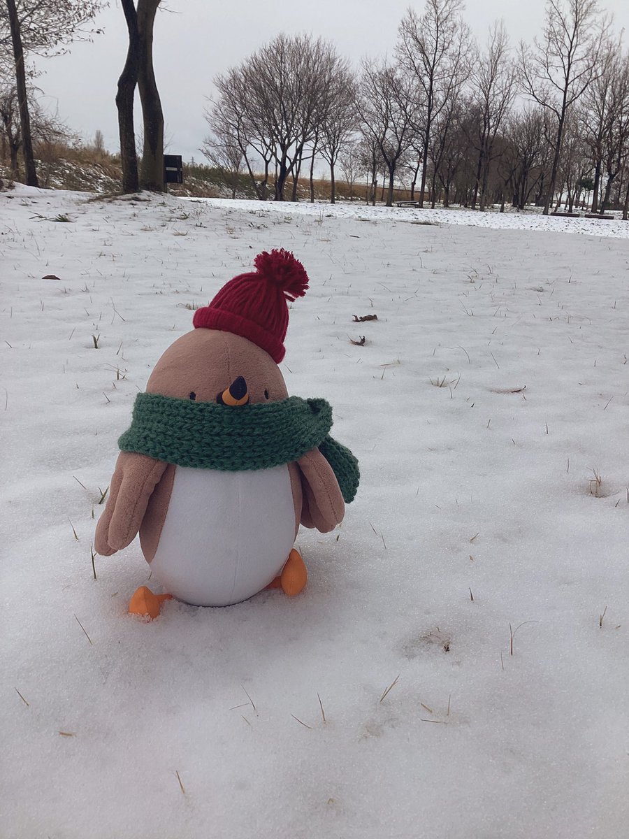 おはようクイ！
福島潟はちょっぴり雪がつもったよ❄️
風がとっても冷たいクイ〜

#クイクイ　#福島潟