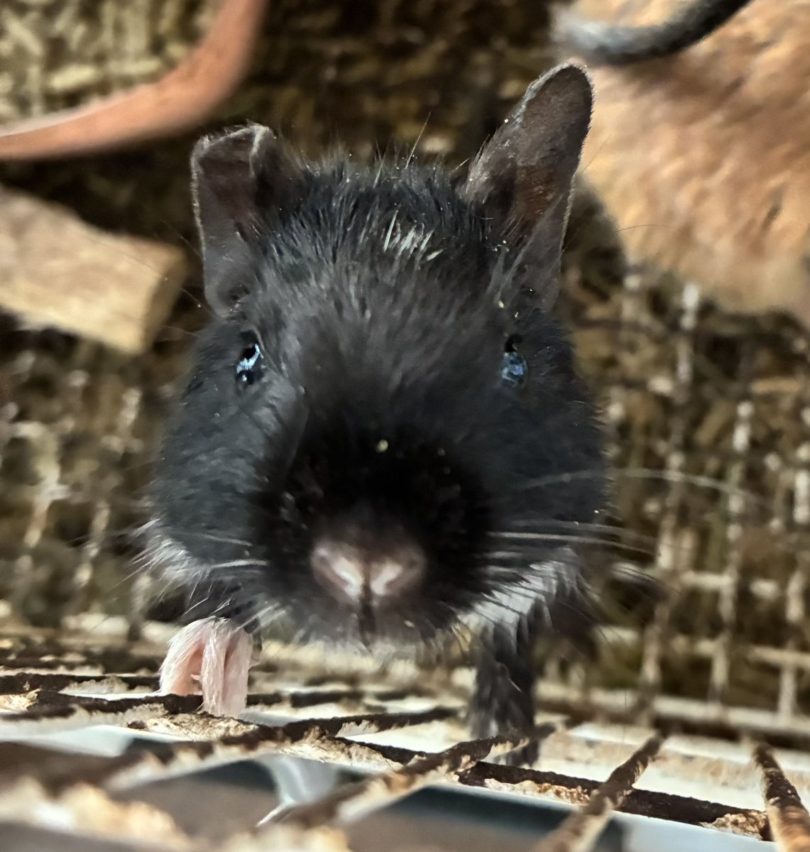 Petit Animal Queue（ぷにまるくー） tweet media