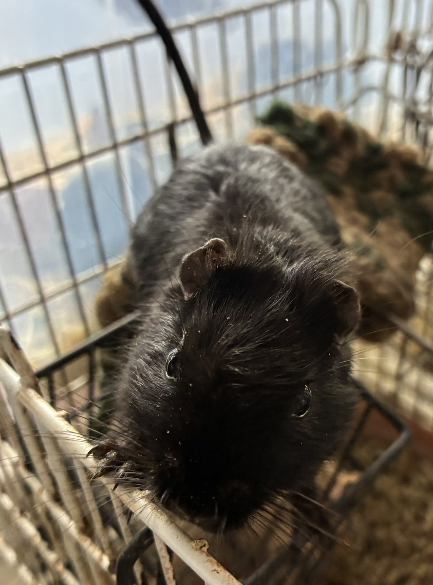 Petit Animal Queue（ぷにまるくー） tweet media