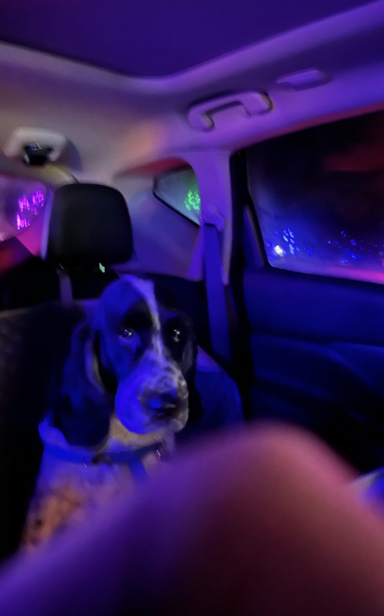 DNA_Bethylation's tweet image. My parents took their dog on a car ride to see Christmas lights and instead he just had war flashbacks