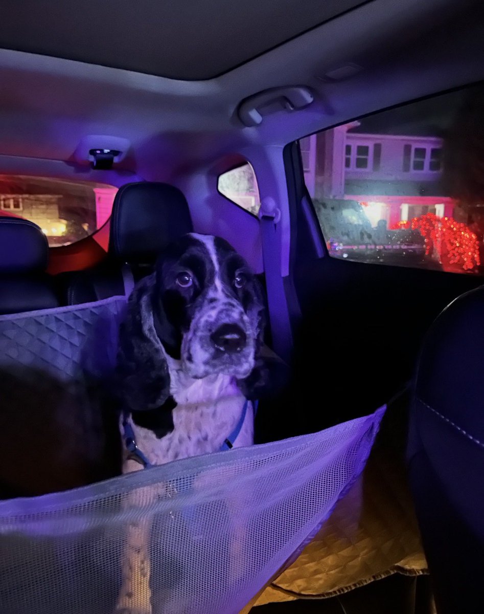 DNA_Bethylation's tweet image. My parents took their dog on a car ride to see Christmas lights and instead he just had war flashbacks