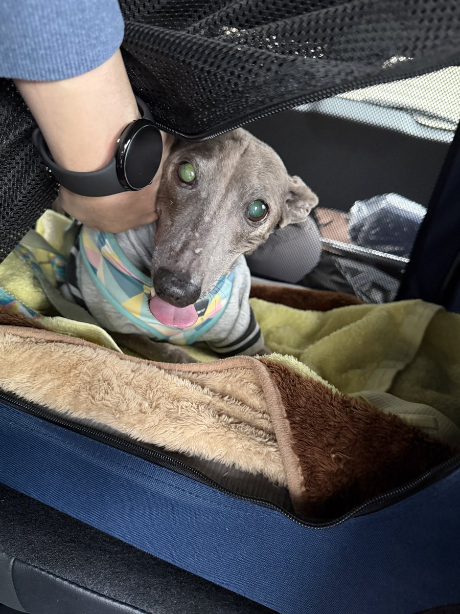 いっぬ様 見知らぬ動物病院到着時のイッヌ。 受付で書類書いてる間、スタッフ