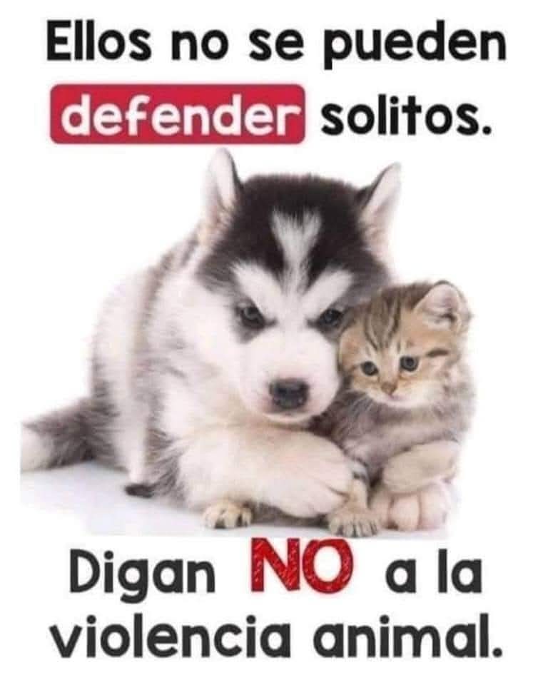 #NoALaViolenciaAnimal