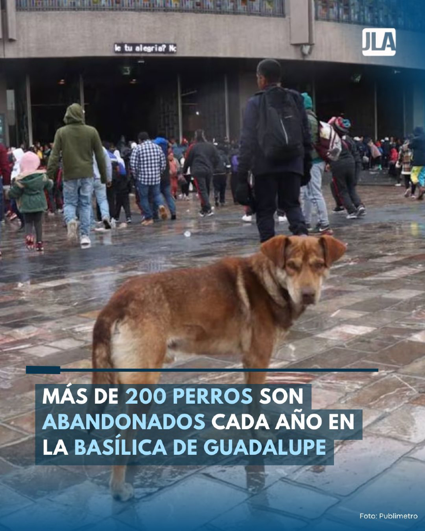JLANoticias's tweet image. Cada año, tras las peregrinaciones a la Basílica de Guadalupe, se registra un grave problema de abandono animal, pues tan solo en 2024 se estimó que más de 200 perros fueron dejados en la zona por sus familias 🐾💔

#12DeDiciembre #BasílicaDeGuadalupe #Perros #JLANoticias