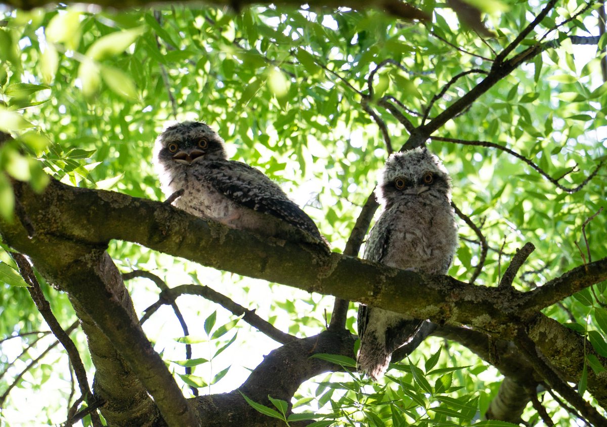 edwardfelix.bsky.social tweet media